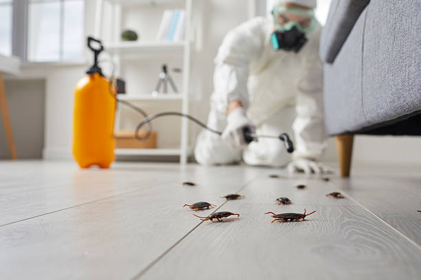 Post-Treatment Bed Bug Interceptor Monitoring in Forestville